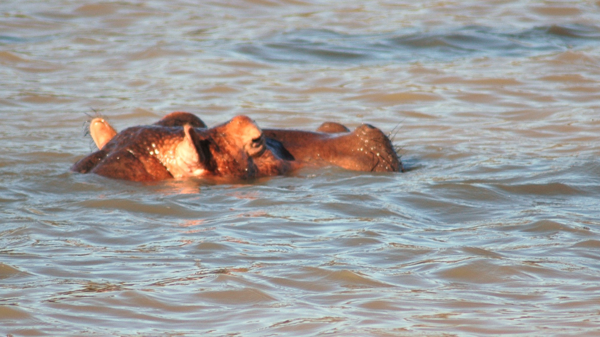 Estuaire de St LUCIA  - Un hippopotame ...