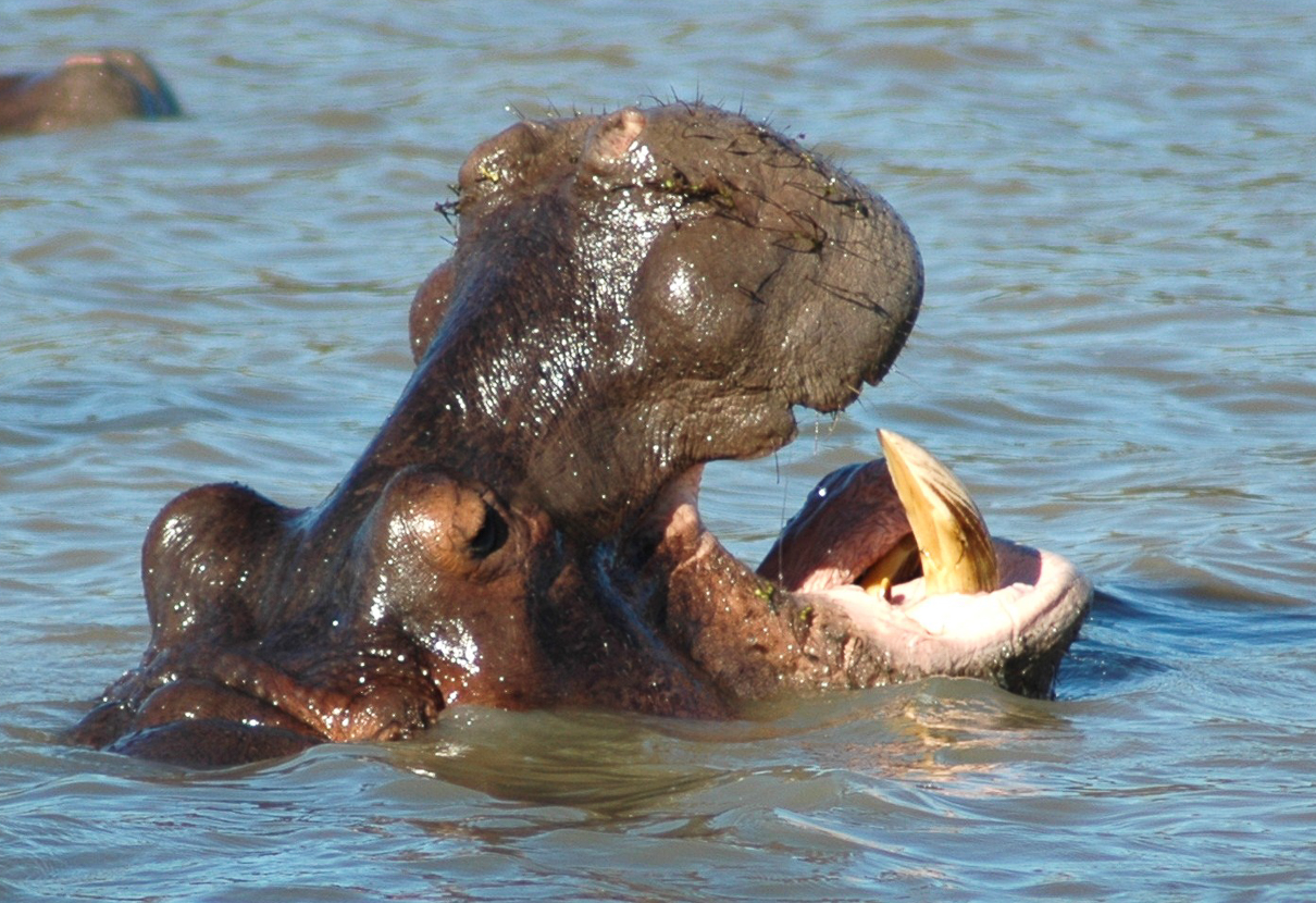 Estuaire de St LUCIA  - Des hippopotames ...