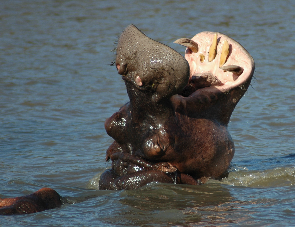Estuaire de St LUCIA  - Des hippopotames ...