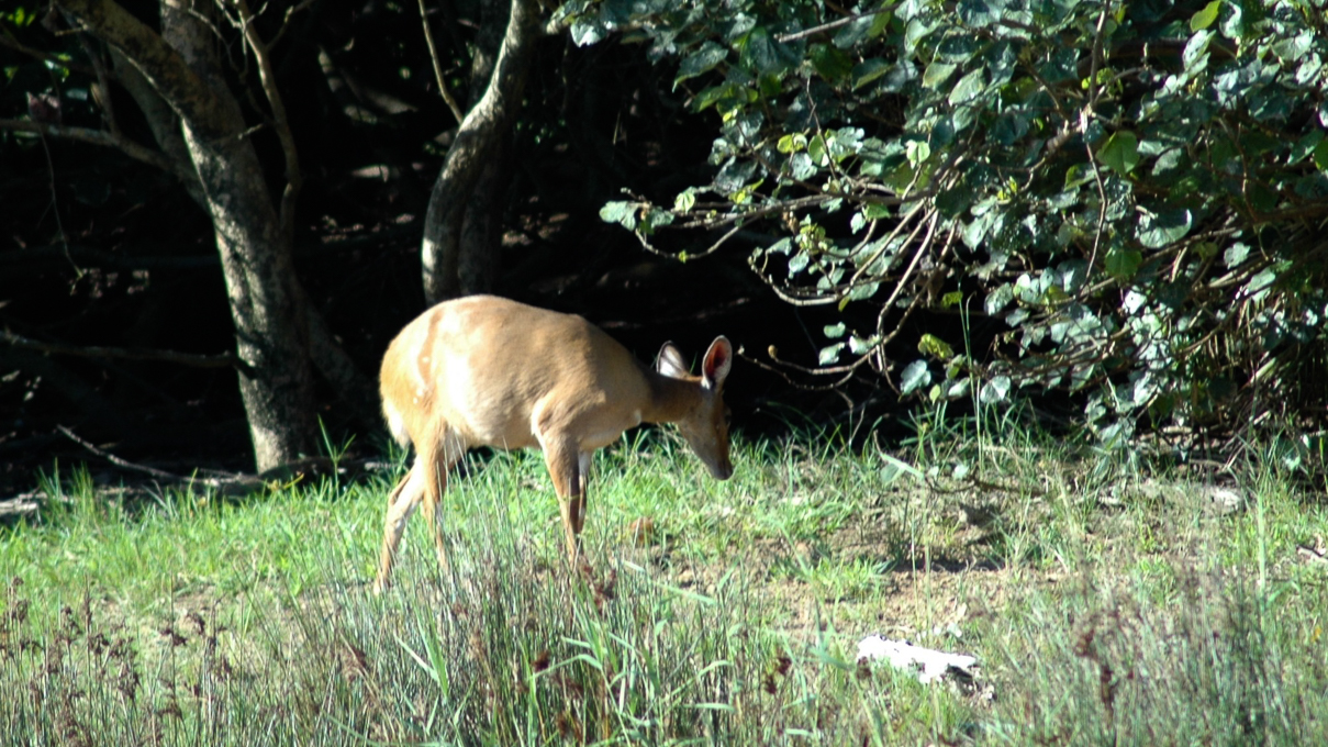 Estuaire de St LUCIA  - Un impala ...