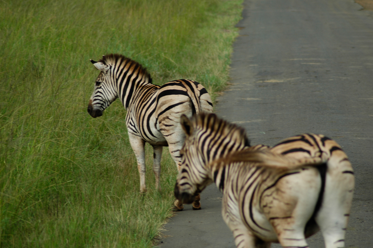 Safari en 4x4 dans le Parc de Hluhluwe-Umfolozi