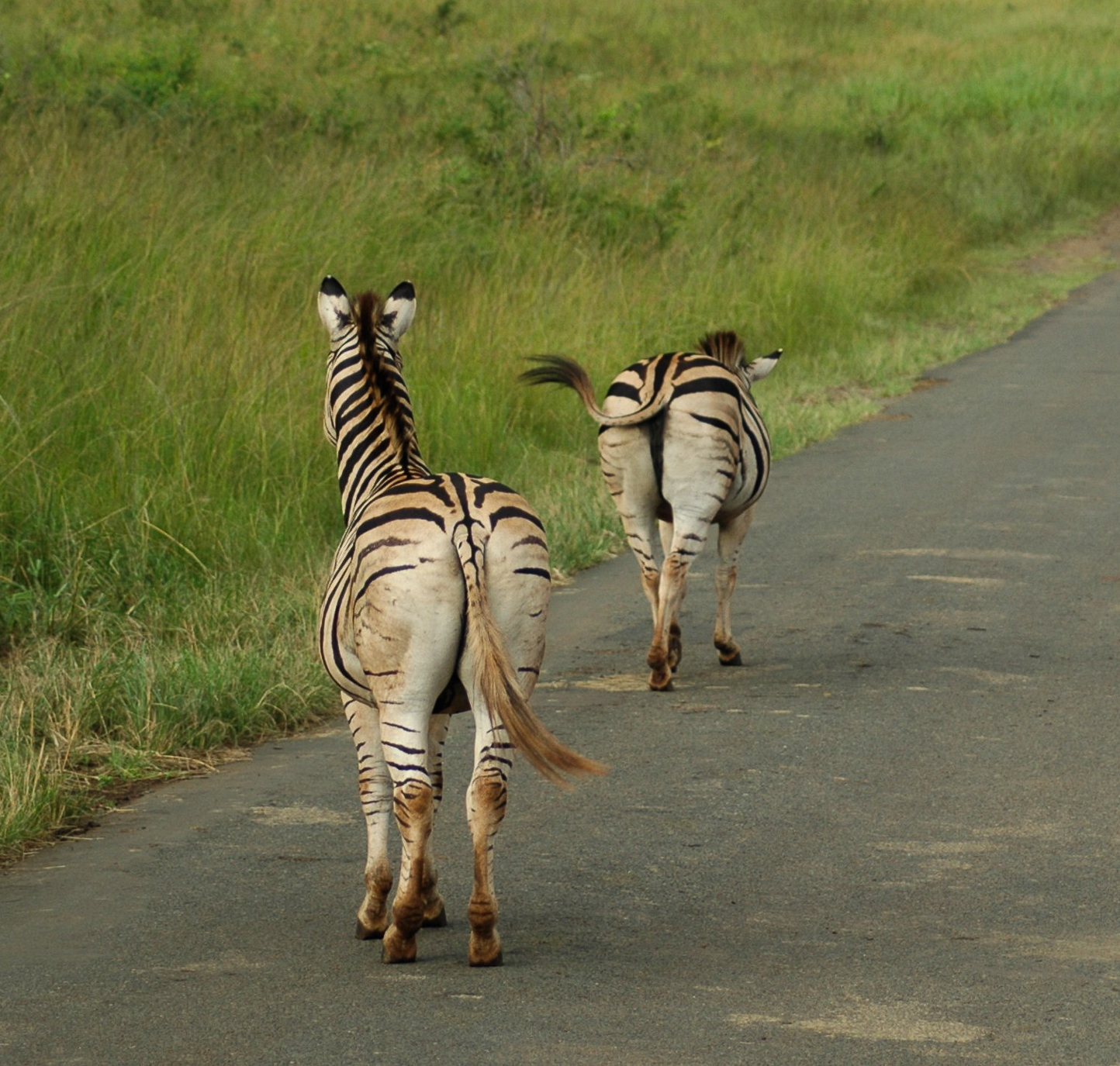 Safari en 4x4 dans le Parc de Hluhluwe-Umfolozi