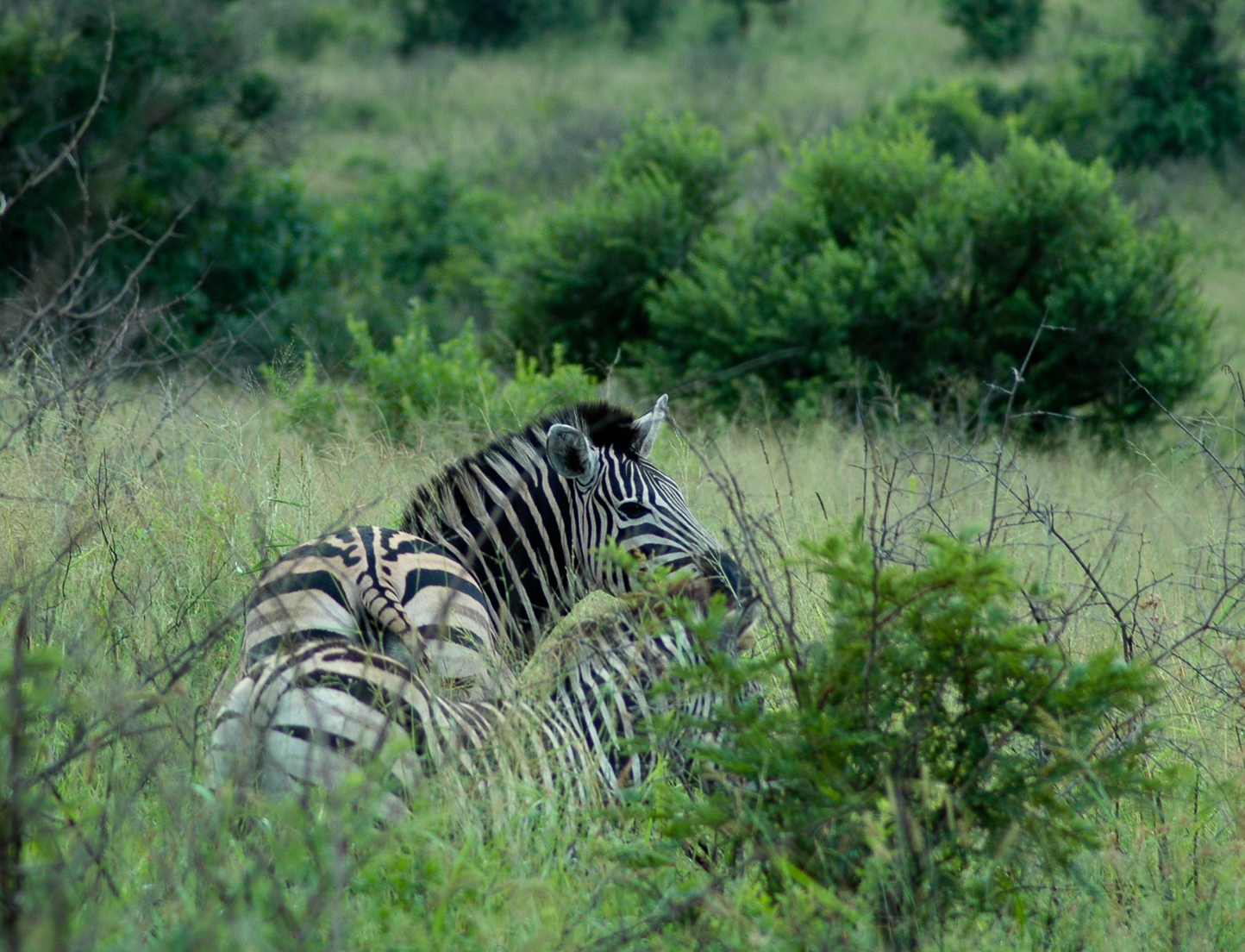 Safari en 4x4 dans le Parc de Hluhluwe-Umfolozi
