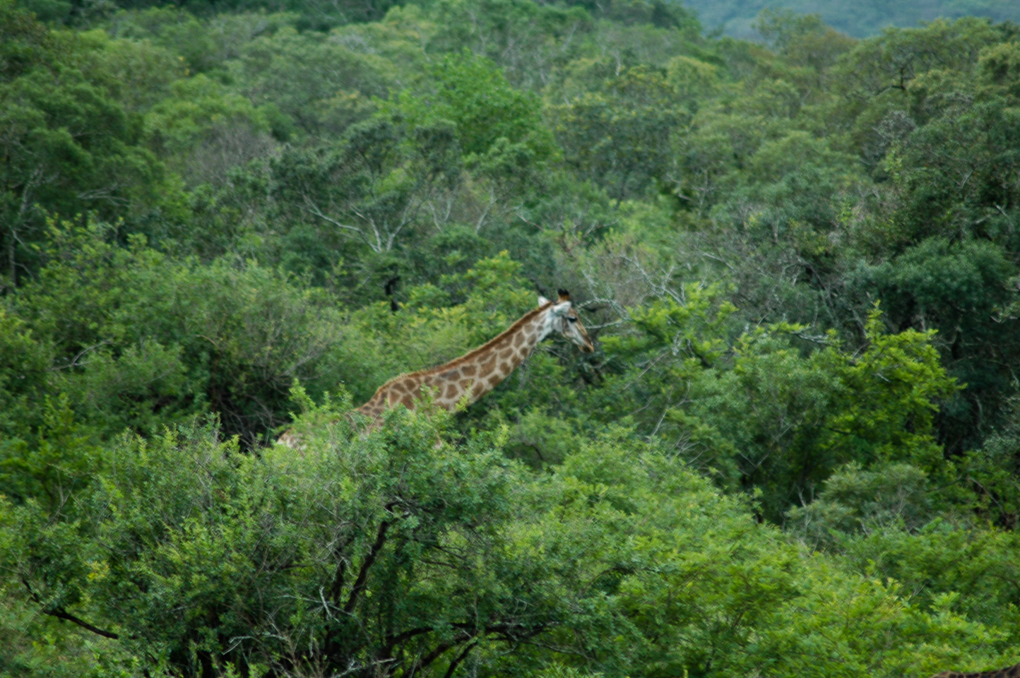 Safari en 4x4 dans le Parc de Hluhluwe-Umfolozi