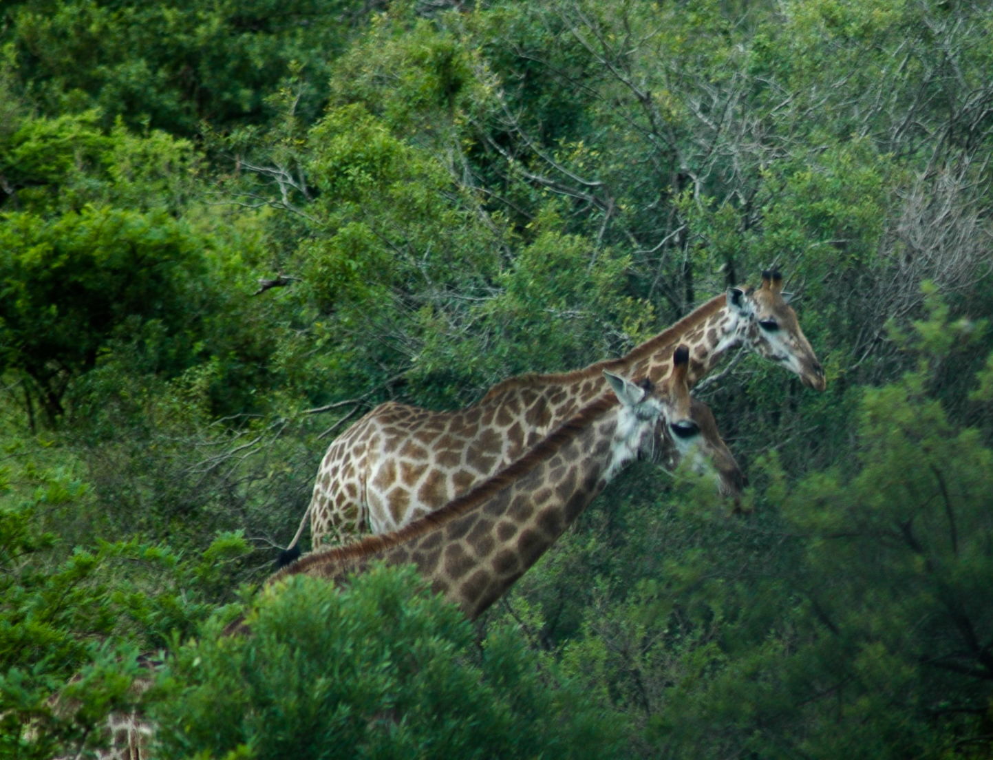 Safari en 4x4 dans le Parc de Hluhluwe-Umfolozi
