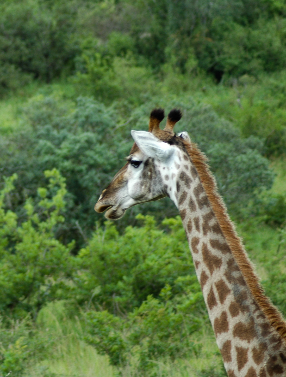 Safari en 4x4 dans le Parc de Hluhluwe-Umfolozi