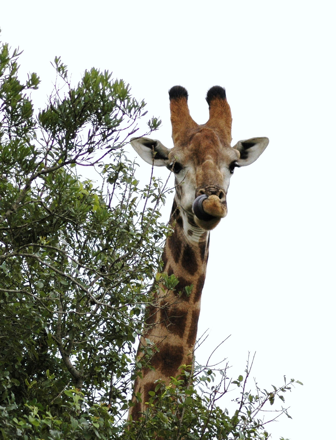 Safari en 4x4 dans le Parc de Hluhluwe-Umfolozi