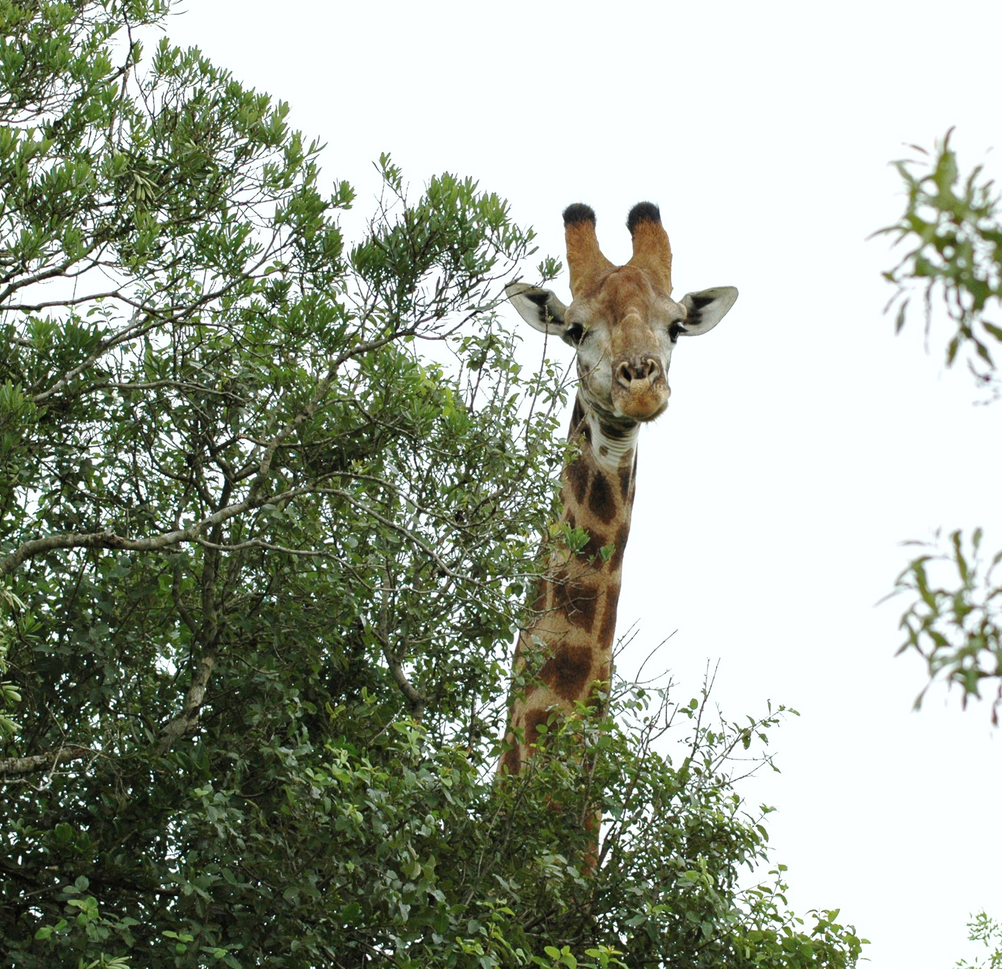 Safari en 4x4 dans le Parc de Hluhluwe-Umfolozi