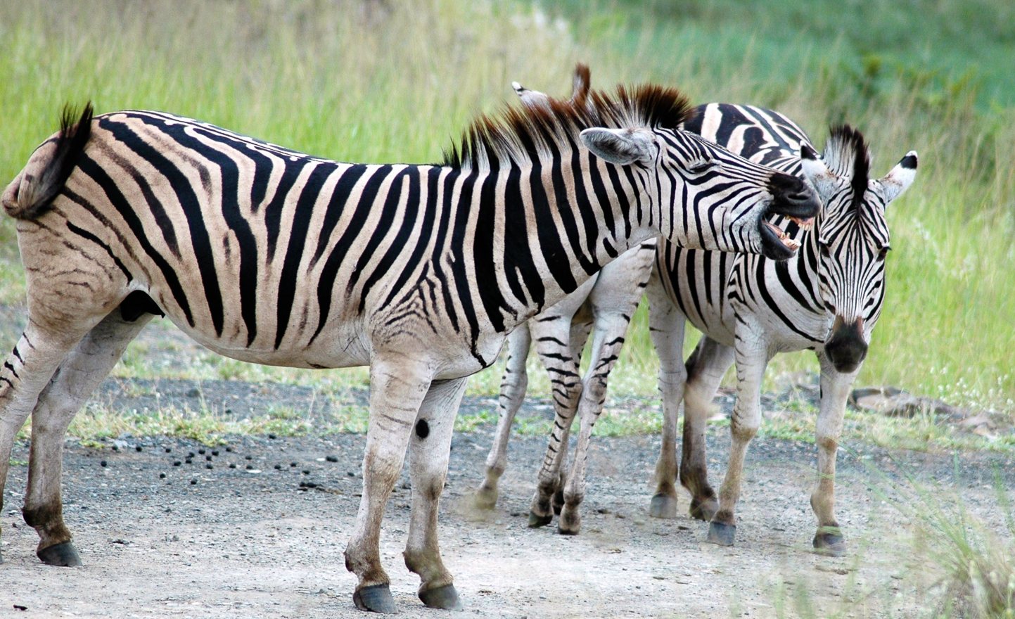 Safari en 4x4 dans le Parc de Hluhluwe-Umfolozi