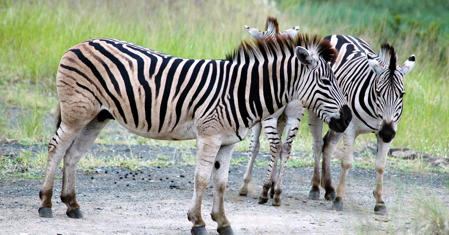 Safari en 4x4 dans le Parc de Hluhluwe-Umfolozi