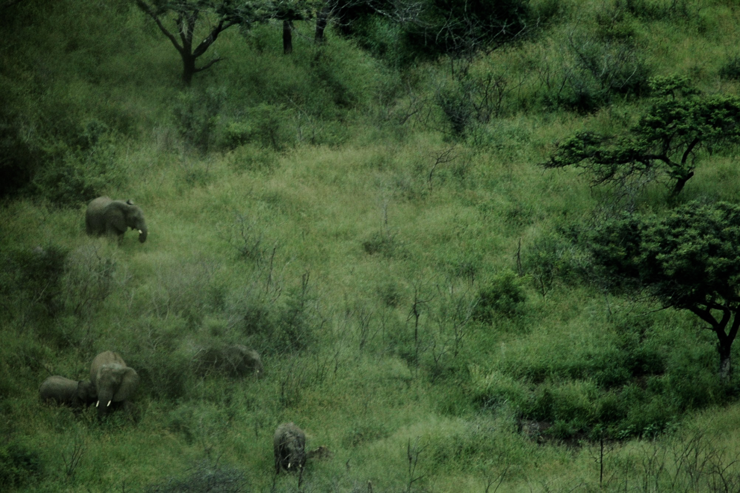Safari en 4x4 dans le Parc de Hluhluwe-Umfolozi
