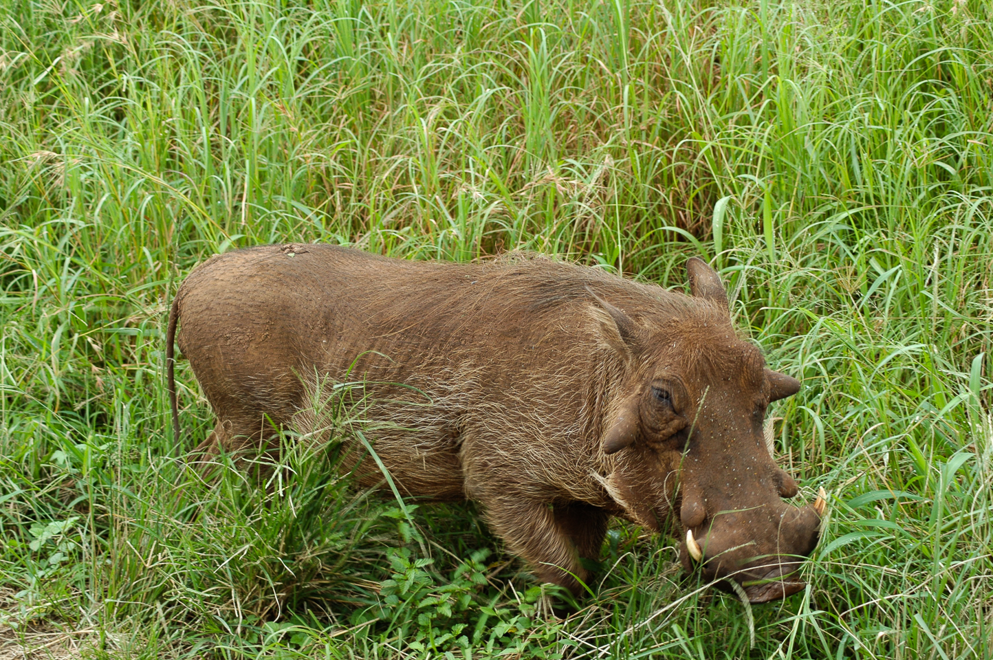 Safari en 4x4 dans le Parc de Hluhluwe-Umfolozi