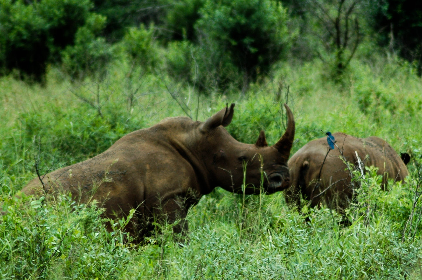 Safari en 4x4 dans le Parc de Hluhluwe-Umfolozi