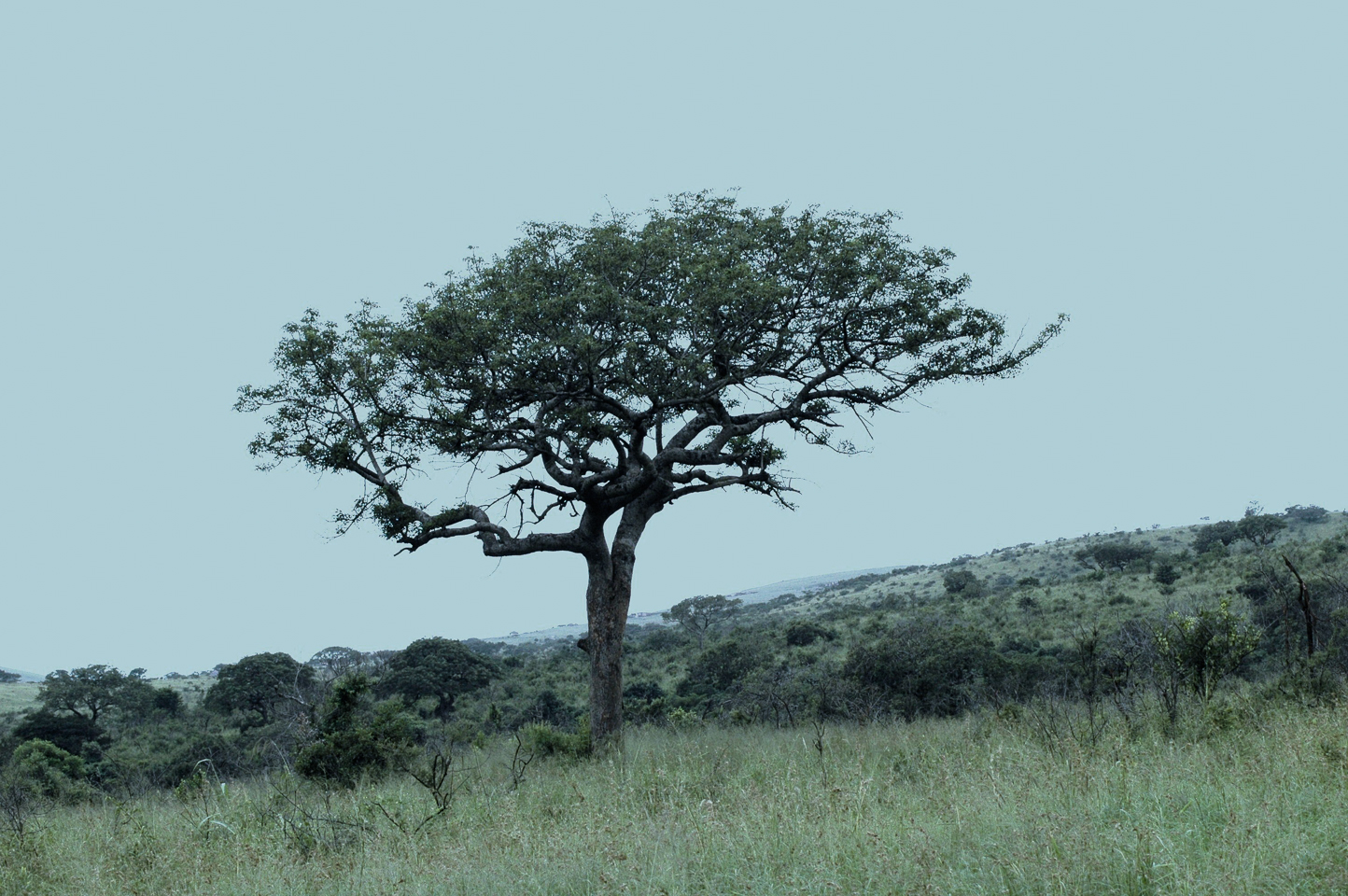 Safari en 4x4 dans le Parc de Hluhluwe-Umfolozi