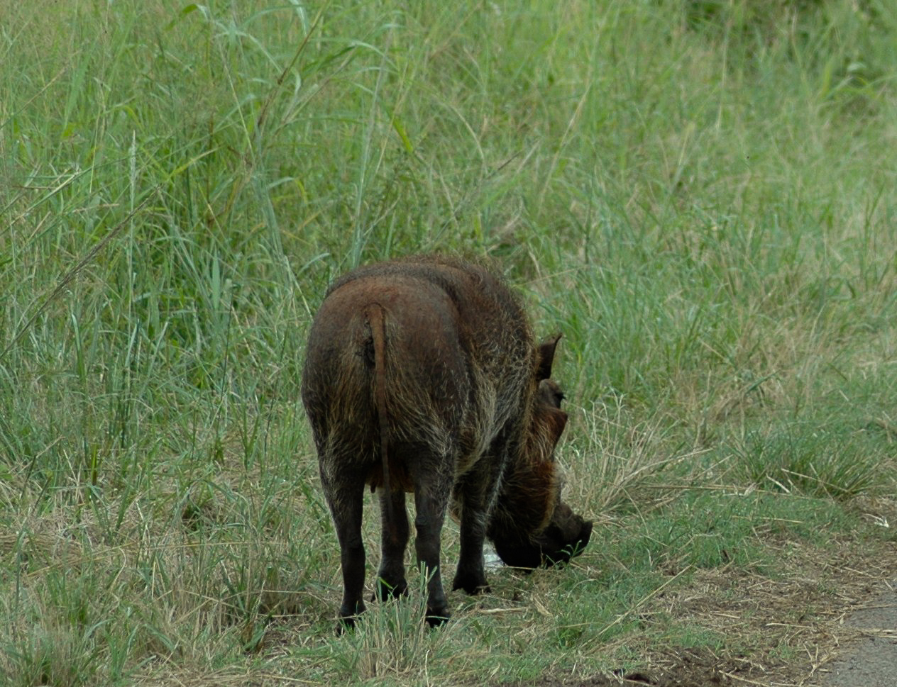 Safari en 4x4 dans le Parc de Hluhluwe-Umfolozi