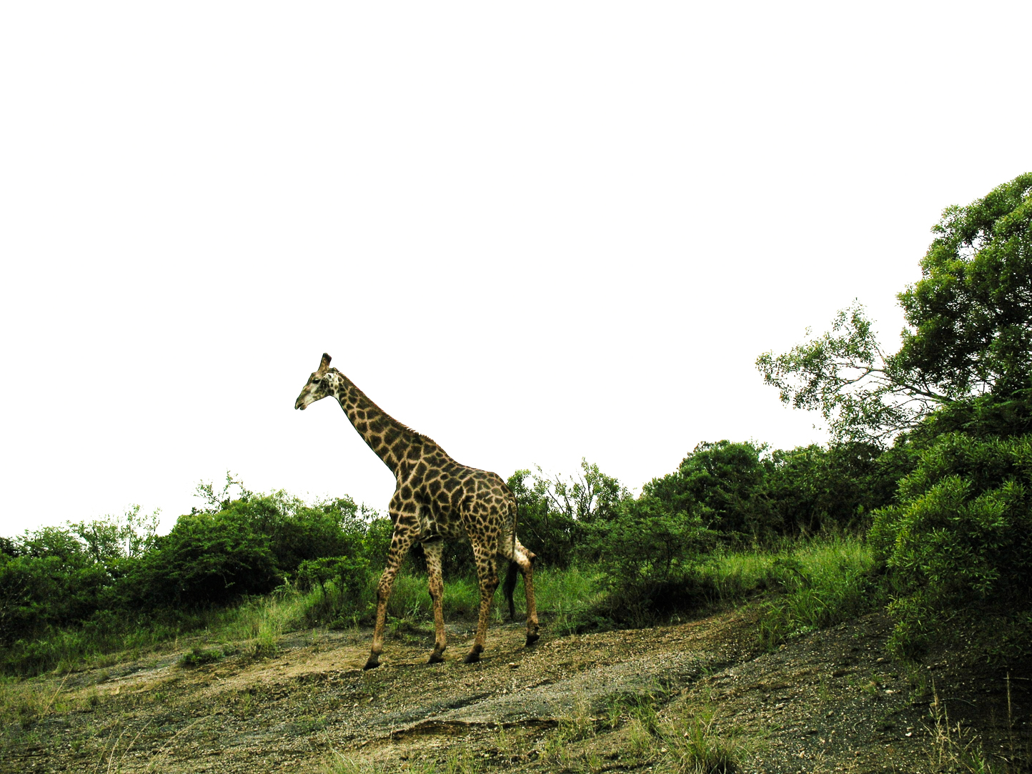 Safari en 4x4 dans le Parc de Hluhluwe-Umfolozi