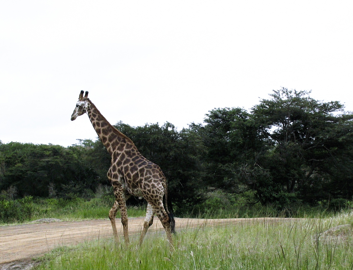 Safari en 4x4 dans le Parc de Hluhluwe-Umfolozi