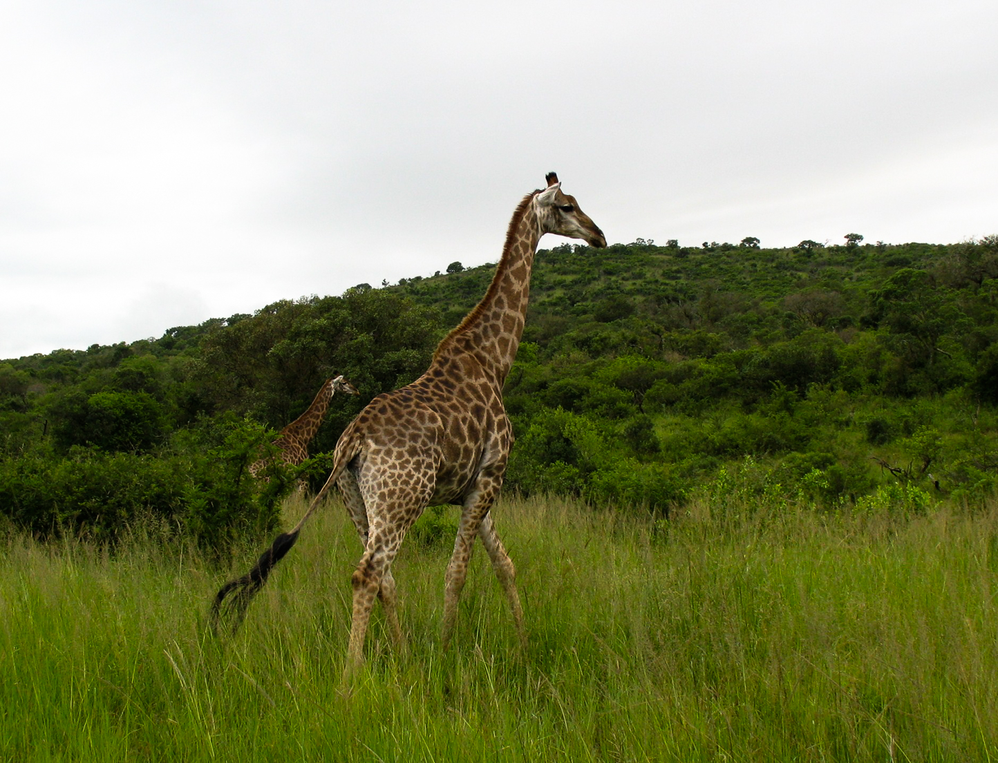 Safari en 4x4 dans le Parc de Hluhluwe-Umfolozi