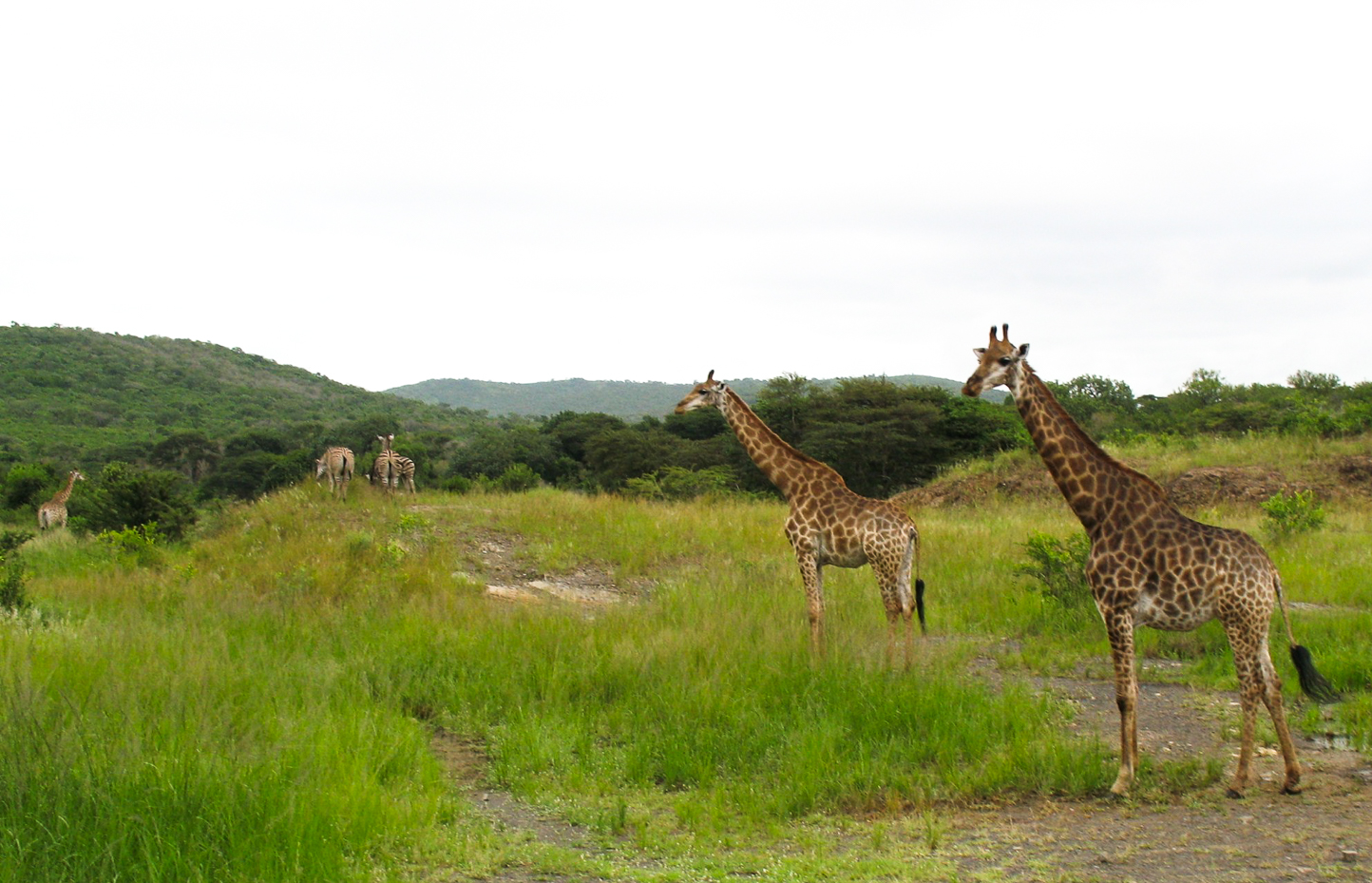 Safari en 4x4 dans le Parc de Hluhluwe-Umfolozi