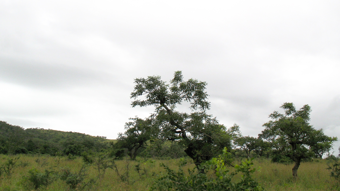 Safari en 4x4 dans le Parc de Hluhluwe-Umfolozi