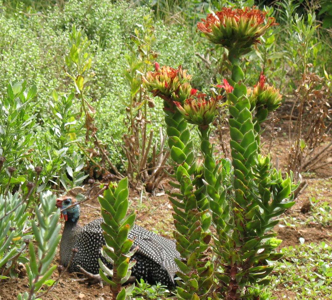 Jardin botanique de Kirstenbosch