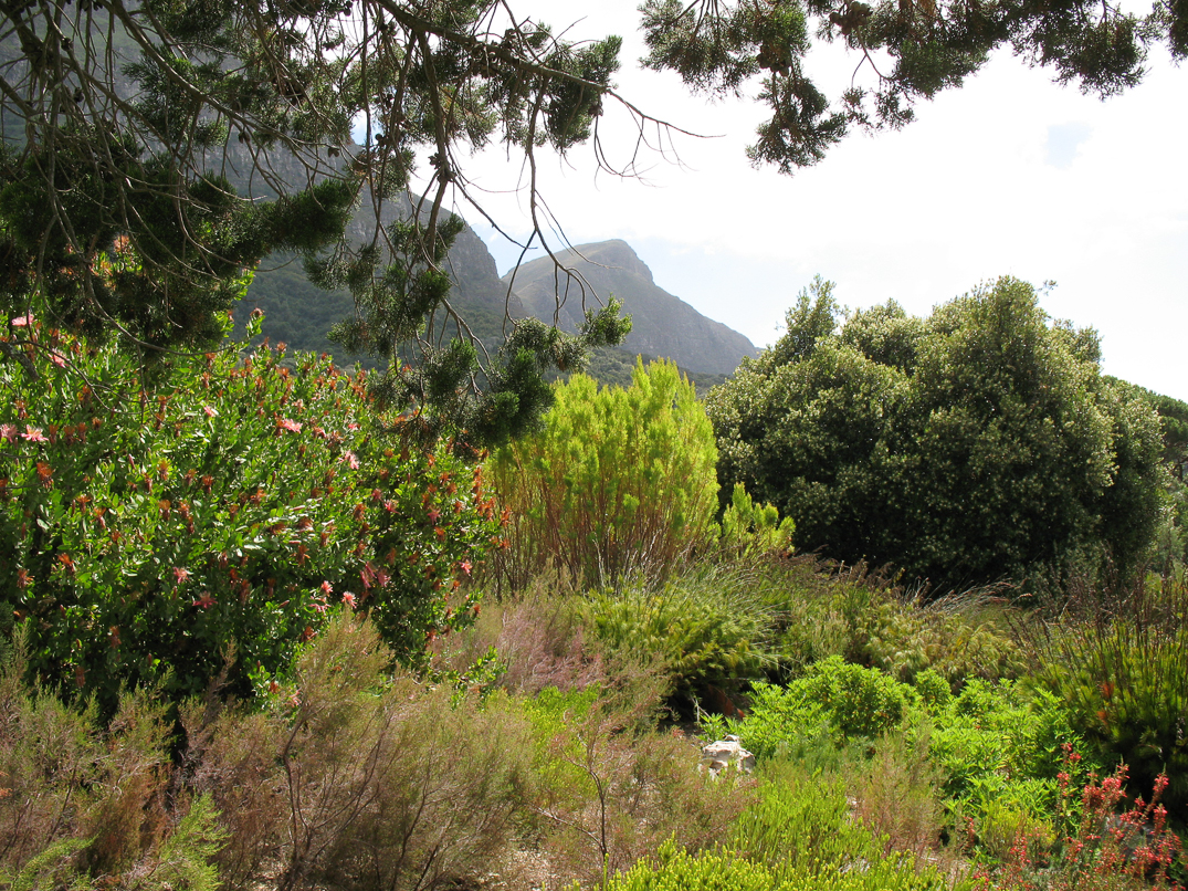 Jardin botanique de Kirstenbosch