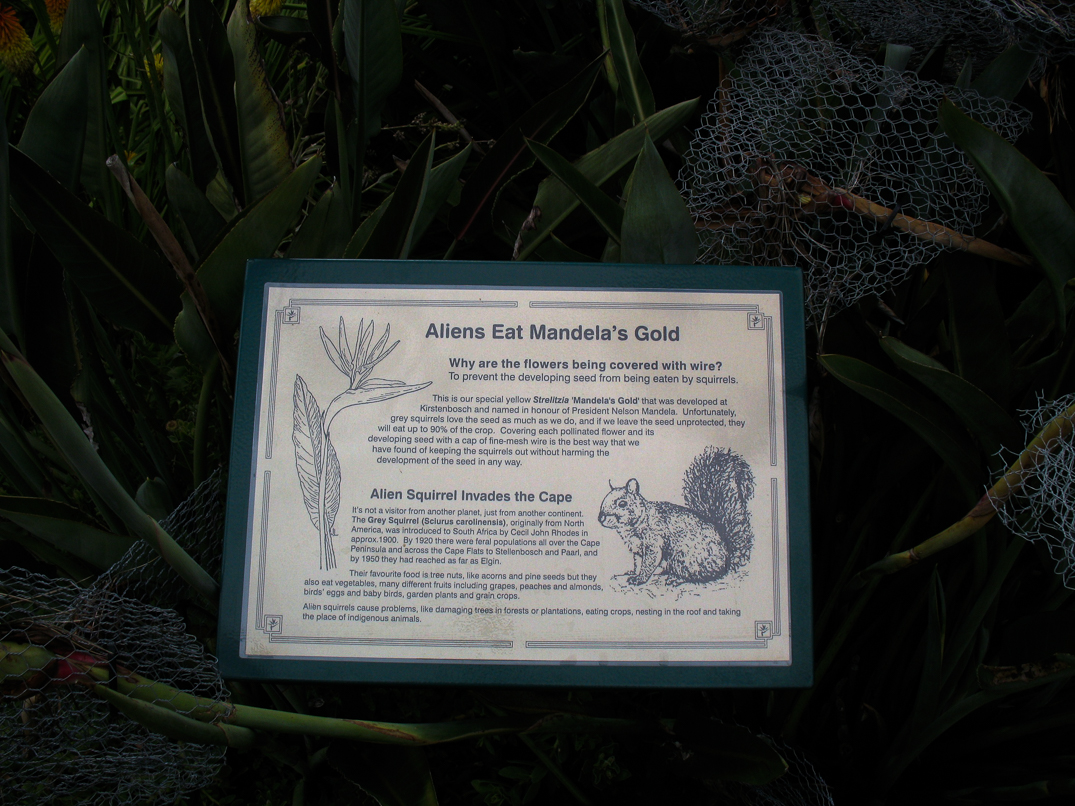 Dans le jardin botanique de Kirstenbosch