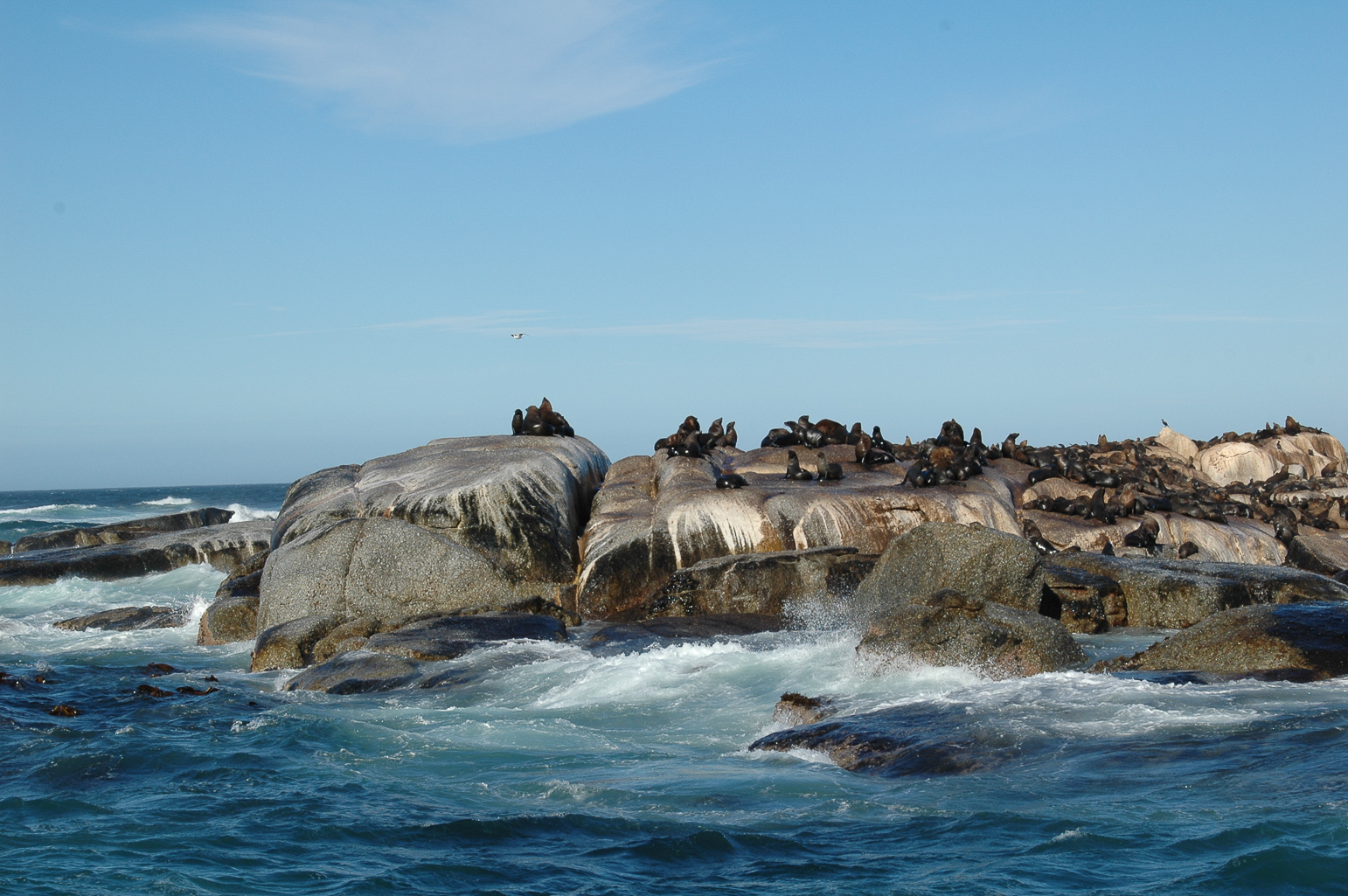 Pendant la croisière à l'ile aux phoques