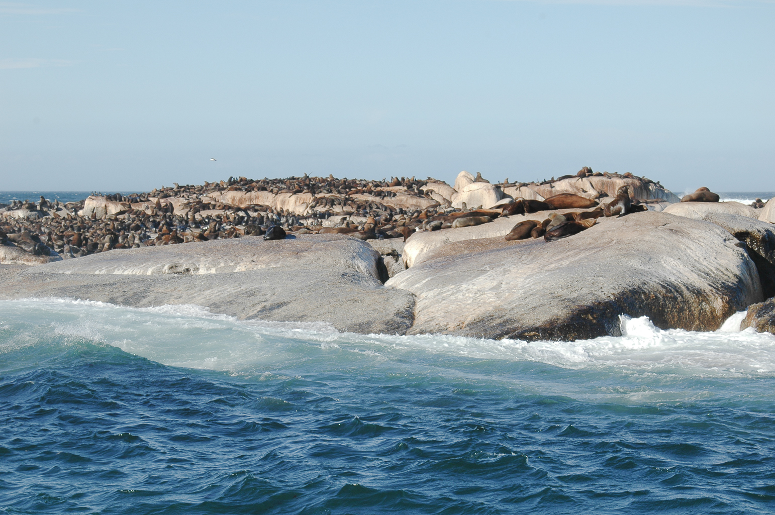 Pendant la croisière à l'ile aux phoques