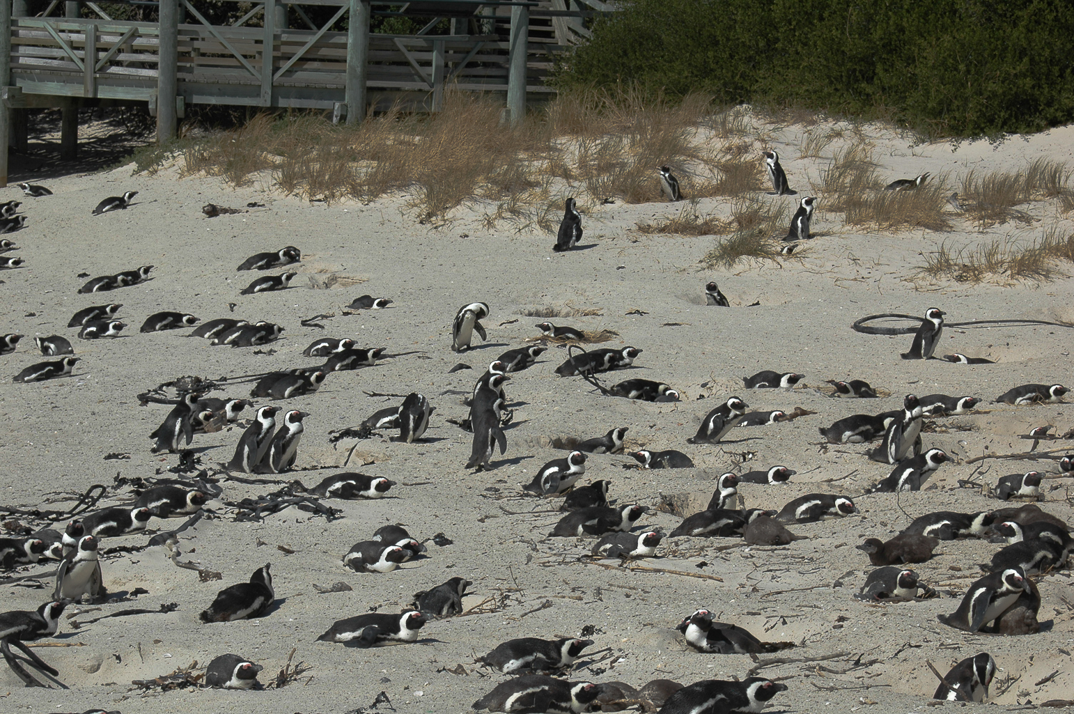 Une colonie de pingouins sur la plage Boulders