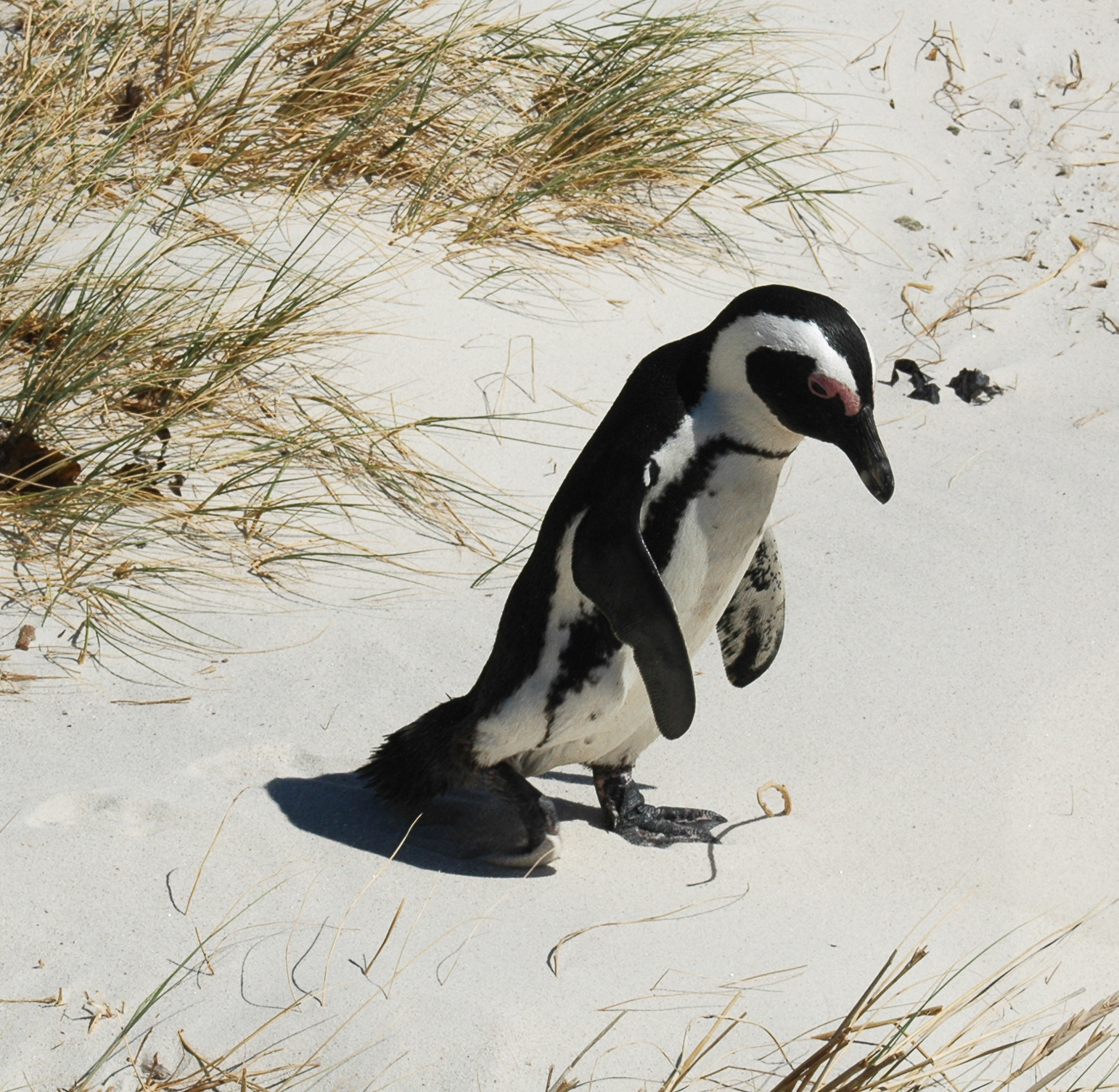 Une colonie de pingouins sur la plage Boulders