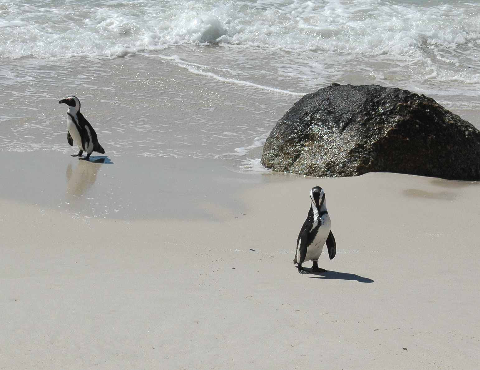 Une colonie de pingouins sur la plage Boulders