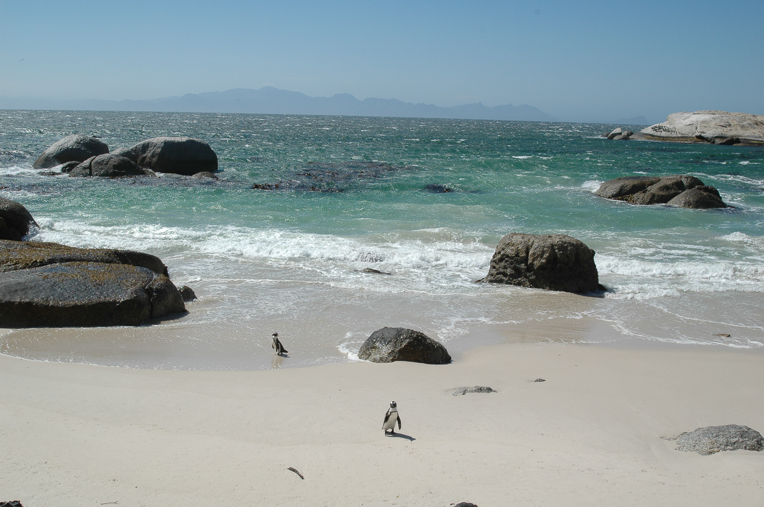 Une colonie de pingouins sur la plage Boulders