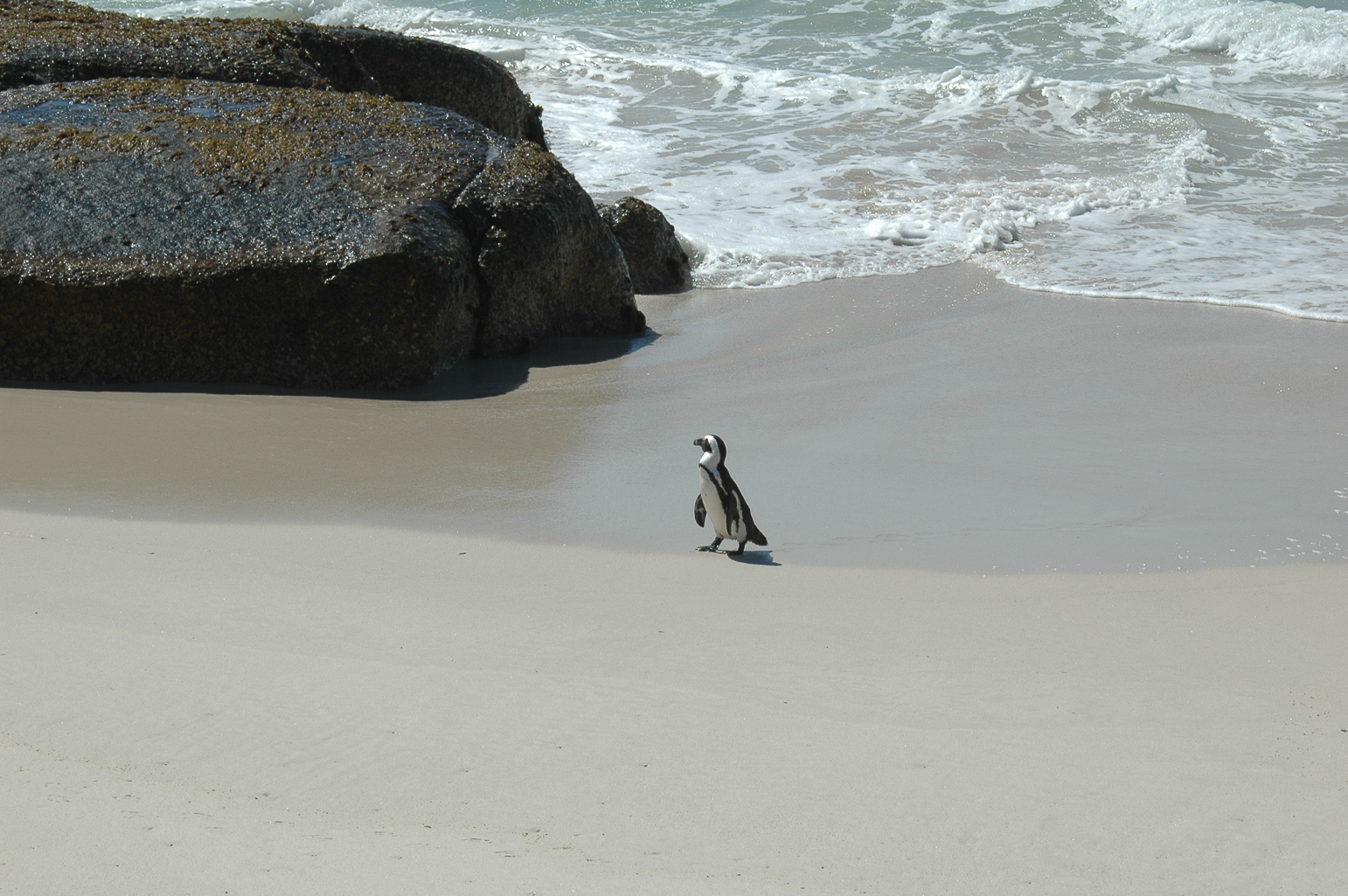 Une colonie de pingouins sur la plage Boulders