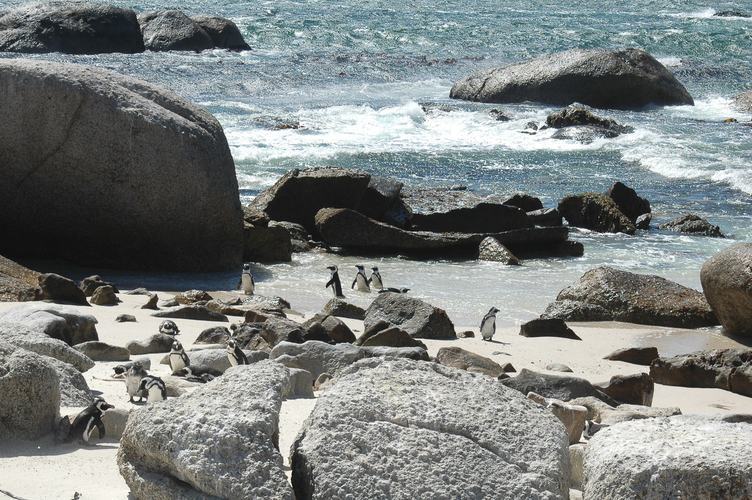 Une colonie de pingouins sur la plage Boulders